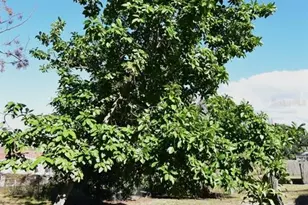 5845 Elm St, New Port Richey, FL 34652 - Photo 36