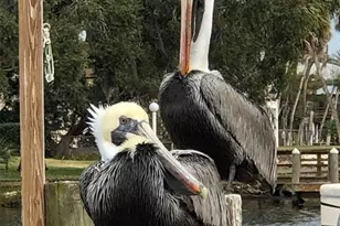 12809 4th Isle, Hudson, FL 34667 - Photo 68