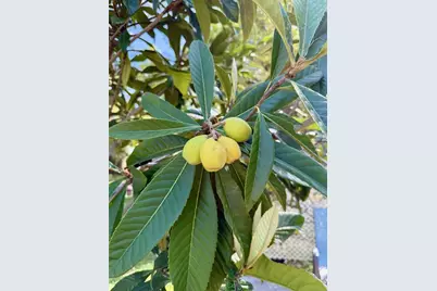 5121 Rawls Road, Tampa, FL 33624 - Photo 38