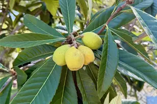 5121 Rawls Rd, Tampa, FL 33624 - Photo 38