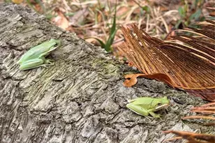 1176 W Buttonbush Dr, Beverly Hills, FL 34465 - Photo 18