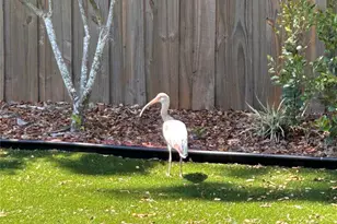 6029 Wyoming Ave, New Port Richey, FL 34653 - Photo 14