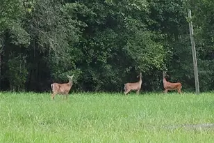 9230 Sikes Cow Pen Rd, Brooksville, FL 34601 - Photo 76