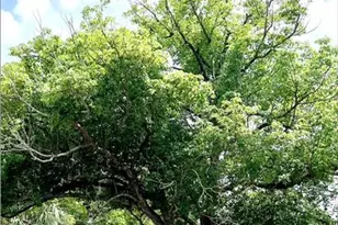 W Vining St, Winter Garden, FL 34787 - Photo 1