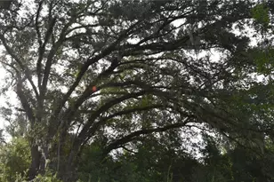 Off 166th Ave, Williston, FL 32696 - Photo 1