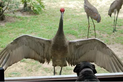 13668 NE 226th Avenue Road, Salt Springs, FL 32134 - Photo 1