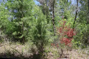 Tbd SW 157th Ln, Dunnellon, FL 34432 - Photo 1