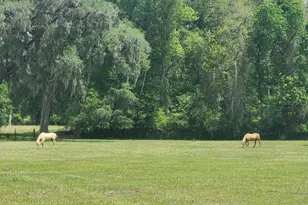 0 NE 132nd Pl, Anthony, FL 32617 - Photo 1