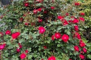 255 Alden St - Photo 28