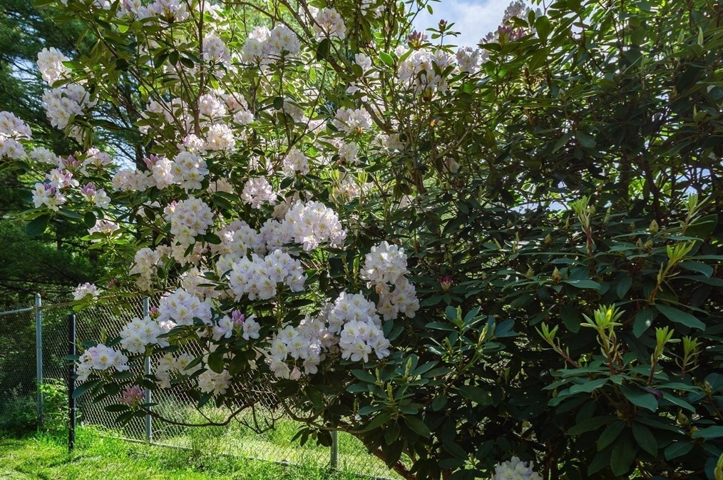 16 Grv St, Berkley MA 02779-1800 exterior