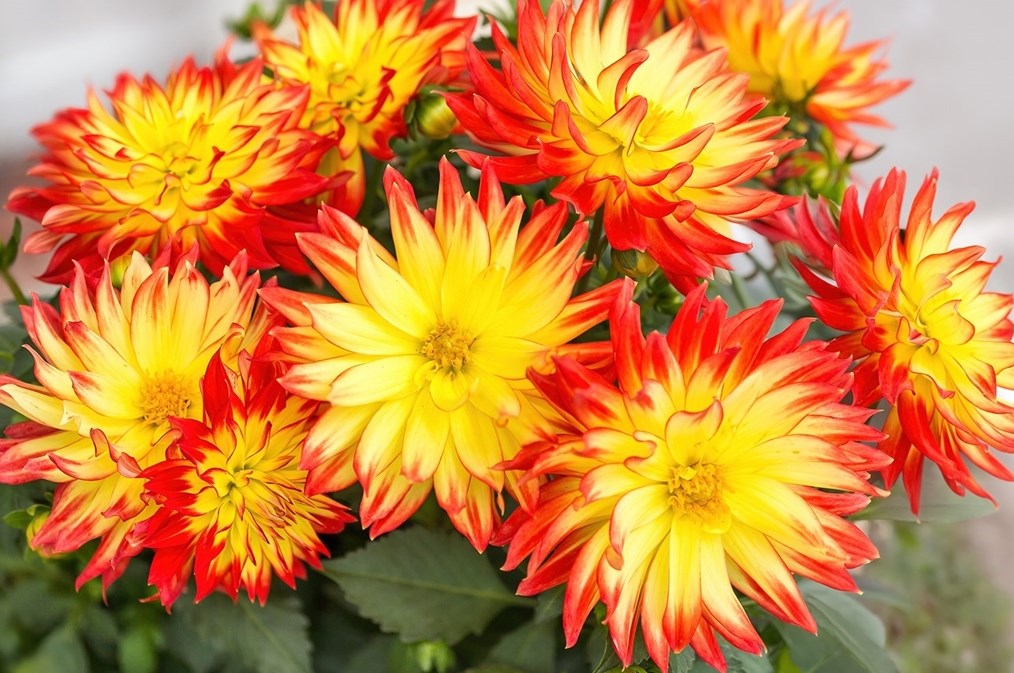 344 Orch St, Millis MA  02054-1026 exterior