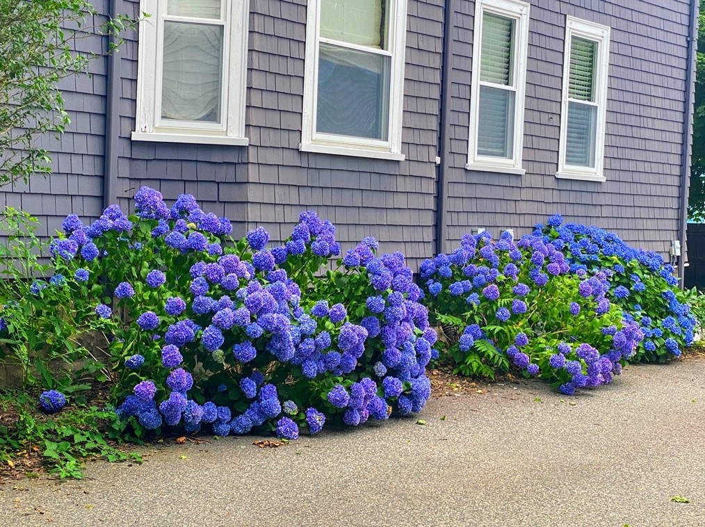 52 Hawthorne St, Belmont MA 02478-1953 exterior