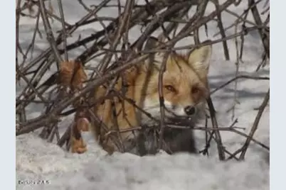 0 Johnnycake Hill Rd, Middlefield, MA 01243 - Photo 12