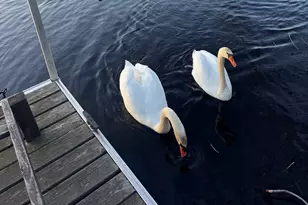 85 Crescent St, Waltham, MA 02453 - Photo 1