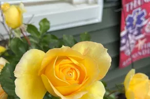 262 Homeland Dr, Whitman, MA 02382 - Photo 6