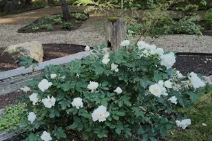 243 Spring St, Shrewsbury, MA 01545 - Photo 36