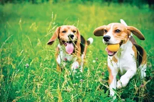 80 Kestrel Hts, Plymouth, MA 02360 - Photo 6