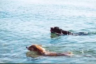 66 Centerville Way, Plymouth, MA 02360 - Photo 36