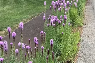 10 Proud Foot Way, Hanson, MA 02341 - Photo 30