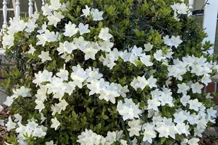 7 Concetta Cir, Acton, MA 01720 - Photo 32