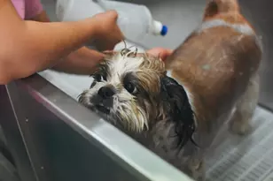 201 Sherman Rd, Brookline, MA 02445 - Photo 10