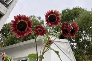 35/0 Heron, Boston, MA 02132 - Photo 24