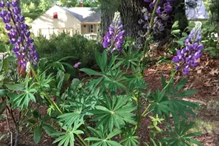 827 Pike Ave, Attleboro, MA 02703 - Photo 8