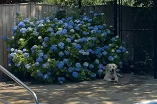 854 Brockton Ave, Abington, MA 02351 - Photo 38