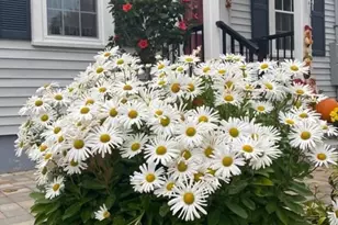 14 Eldridge Pl, Westwood, MA 02090 - Photo 40