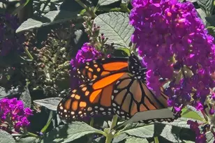 18 Kensington, Plymouth, MA 02360 - Photo 30