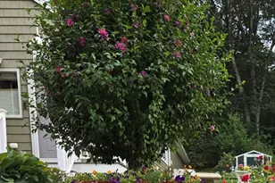 46 Rosewood Ave, Billerica, MA 01821 - Photo 6