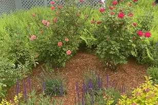 77 Lynde St, Melrose, MA 02176 - Photo 28