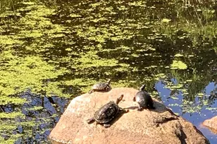 2 Bellevue Rd, Arlington, MA 02476 - Photo 38