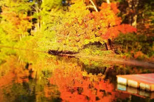 20 Litchfield Ave, Norfolk, MA 02056 - Photo 26