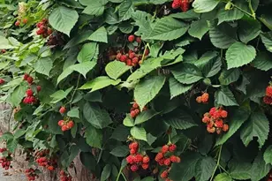 560 Worcester St, Wellesley, MA 02481 - Photo 40