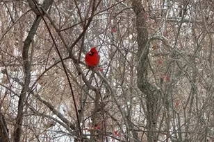 65 Brookdale Cir, Shrewsbury, MA 01545 - Photo 34