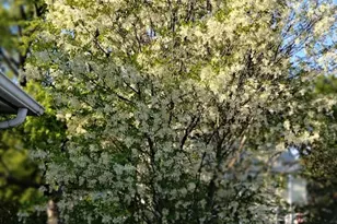 10 Marrigan St, Arlington, MA 02474 - Photo 42