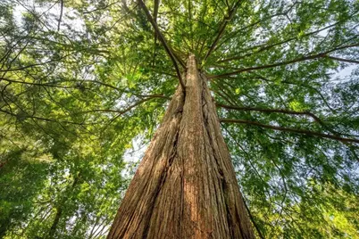 4 Leslie Road, Winchester, MA 01890 - Photo 4