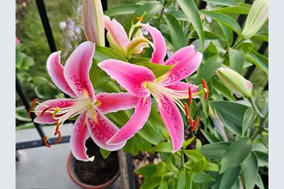 6 Hovey Street #6, Watertown, MA 02472 - Photo 24