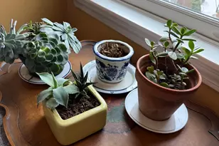 184 Bishops Forest Dr, Waltham, MA 02452 - Photo 12