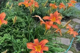 26 Nickerson Rd, Bedford, MA 01730 - Photo 8