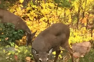 8 Bellingham Ct, Middleton, MA 01949 - Photo 34