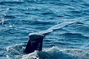 80 Bay Shore Dr, Plymouth, MA 02360 - Photo 22