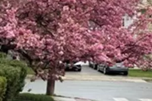 72 Fairview Ave, Belmont, MA 02478 - Photo 26