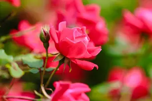 534 Boston St, North Andover, MA 01845 - Photo 26