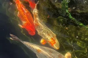 8 Rock Cliff Rd, Marblehead, MA 01945 - Photo 22