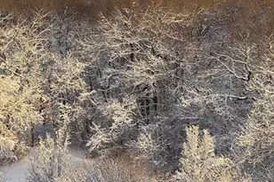 250 Hammond Pond Pkwy, Newton, MA 02467 - Photo 34