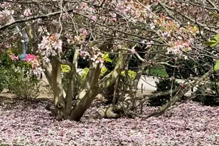 250 Hammond Pond Pkwy, Newton, MA 02467 - Photo 36