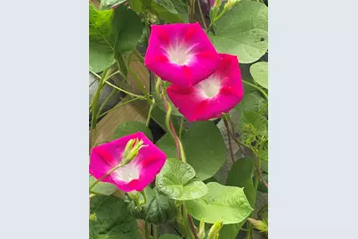 62-64 Flett Rd #64, Belmont, MA 02478 - Photo 22