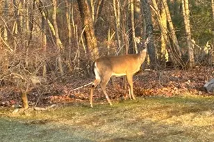 43 Locust St, Bellingham, MA 02019 - Photo 24